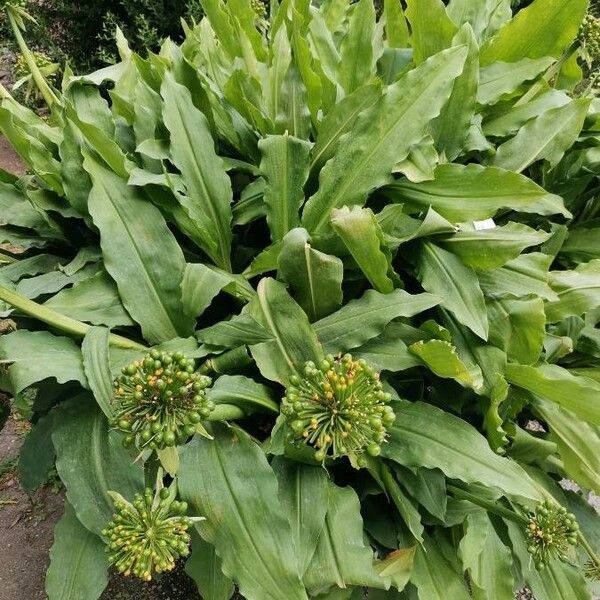 Scadoxus multiflorus 形態