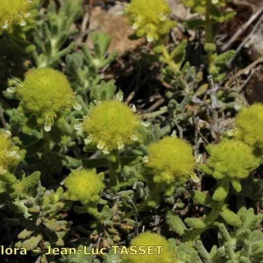 Teucrium rouyanum Blomma