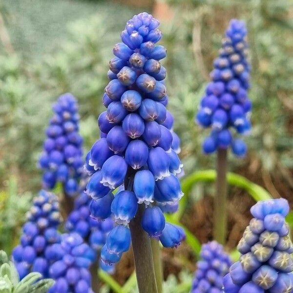 Muscari botryoides Fleur