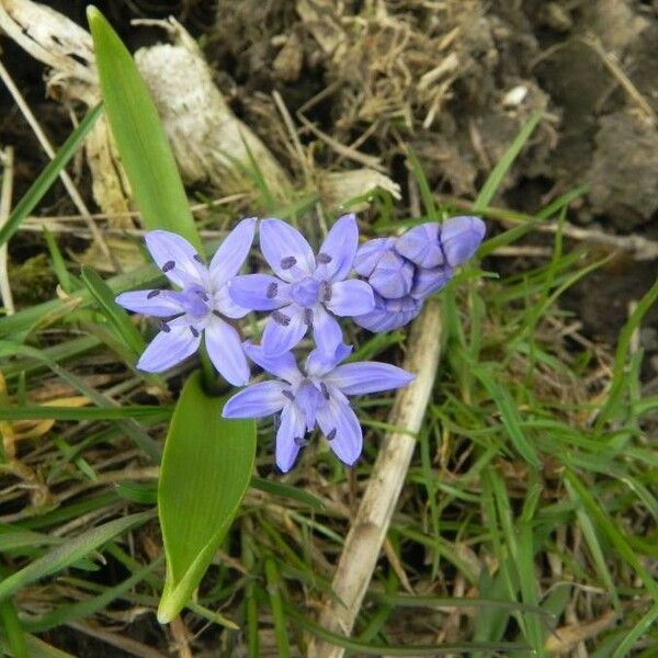 Scilla verna Blomst