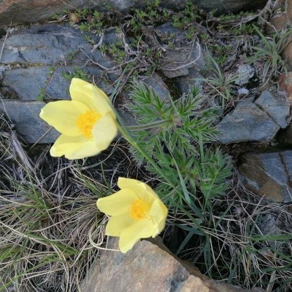 Pulsatilla alpina Blüte