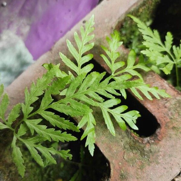 Pteris tremula Blatt