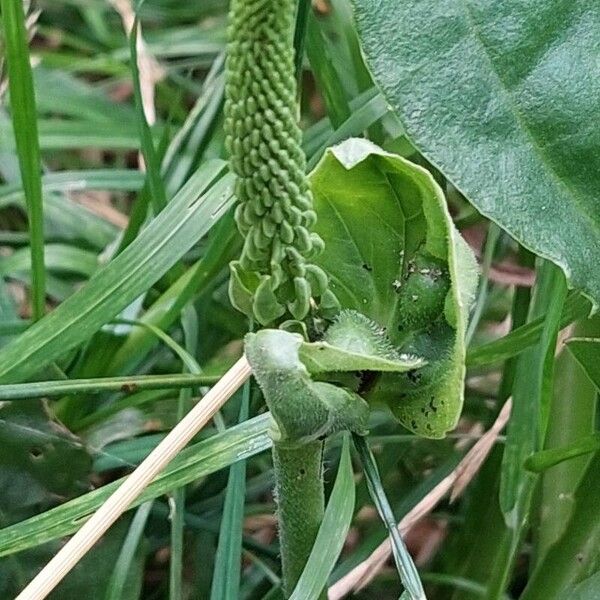 Plantago major 花