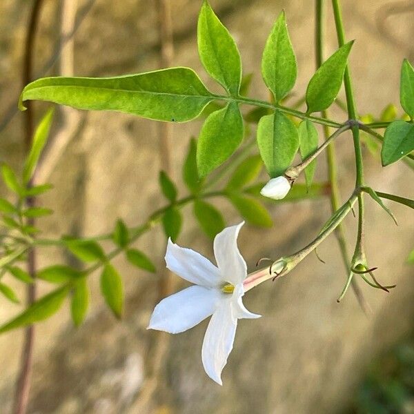 Jasminum officinale Cvet