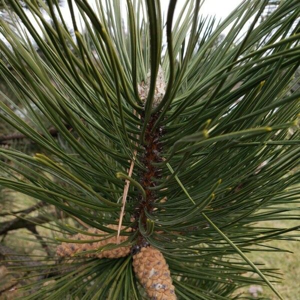 Pinus nigra 葉