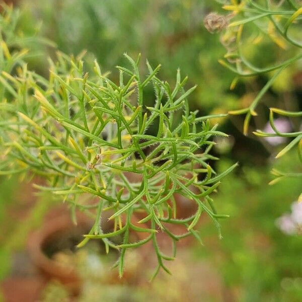 Pelargonium bowkeri Hostoa