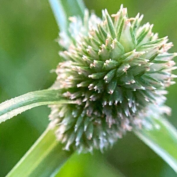 Cyperus hortensis Froito