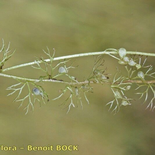 Utricularia ochroleuca Ostatní