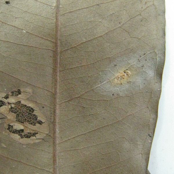 Eugenia chrysophyllum