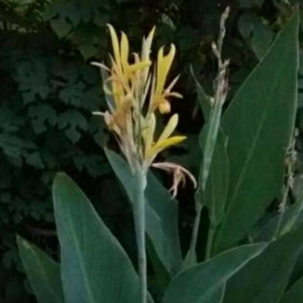 Canna glauca Flor