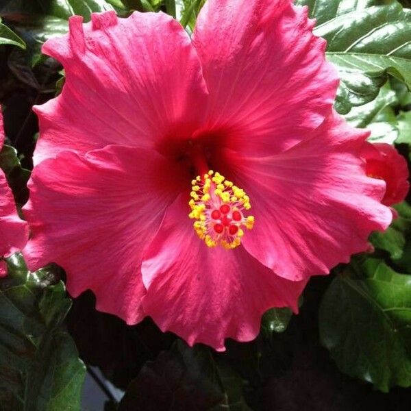 Hibiscus rosa-sinensis Flor