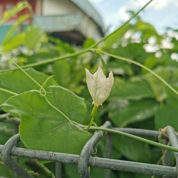 Coccinia grandis Flower