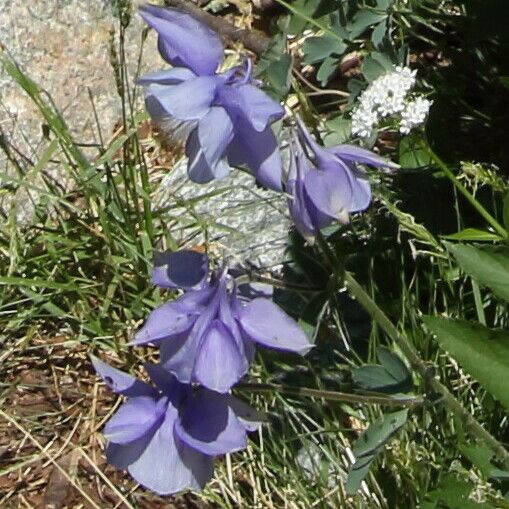 Aquilegia bernardii Flower