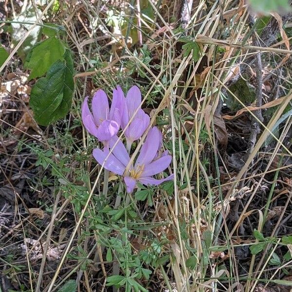 Colchicum montanum Ostatní