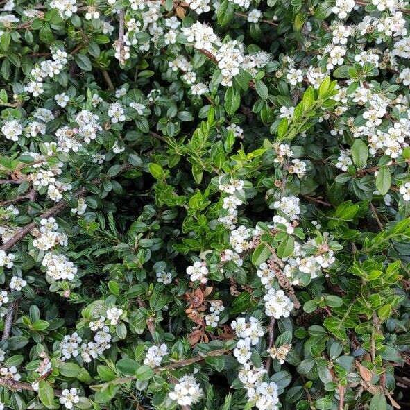 Cotoneaster dammeri Habit