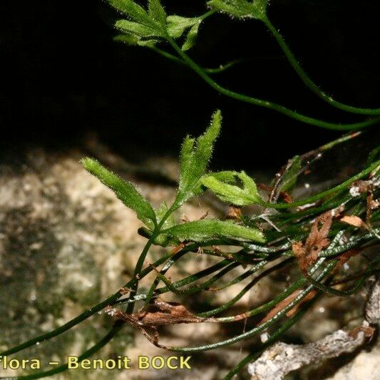 Asplenium seelosii Annet