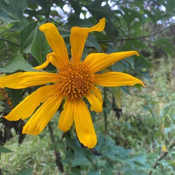 Tithonia diversifolia Blodyn