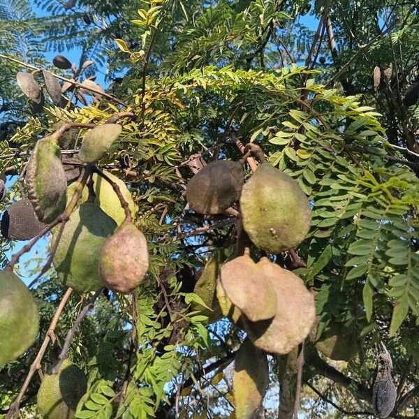Jacaranda mimosifolia Plod