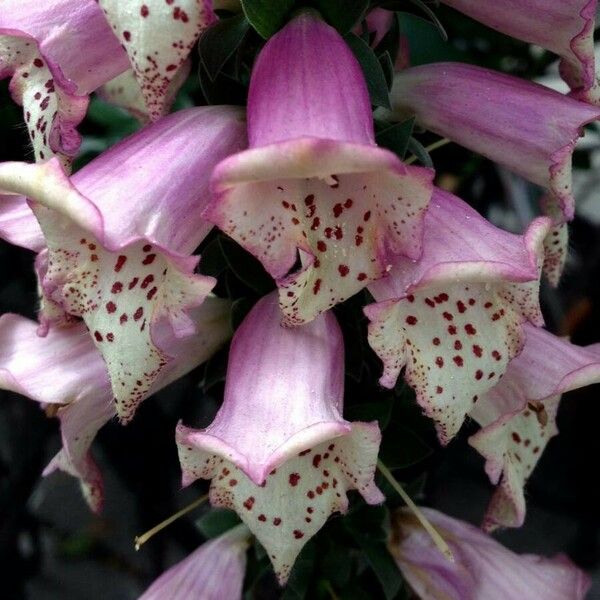 Digitalis purpurea फूल