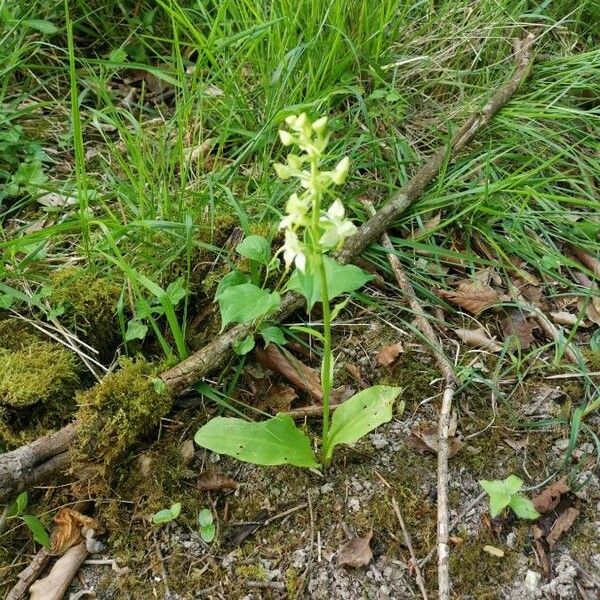 Platanthera chlorantha Flors