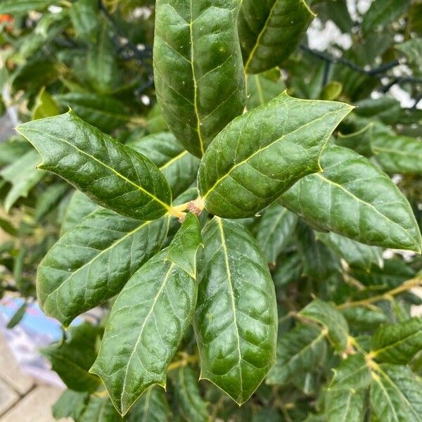 Ilex cornuta Folha