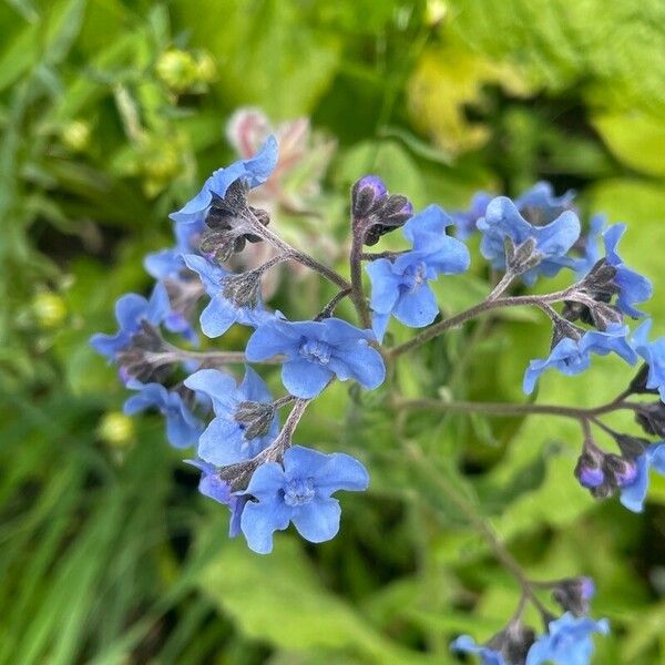 Cynoglossum amabile Fiore