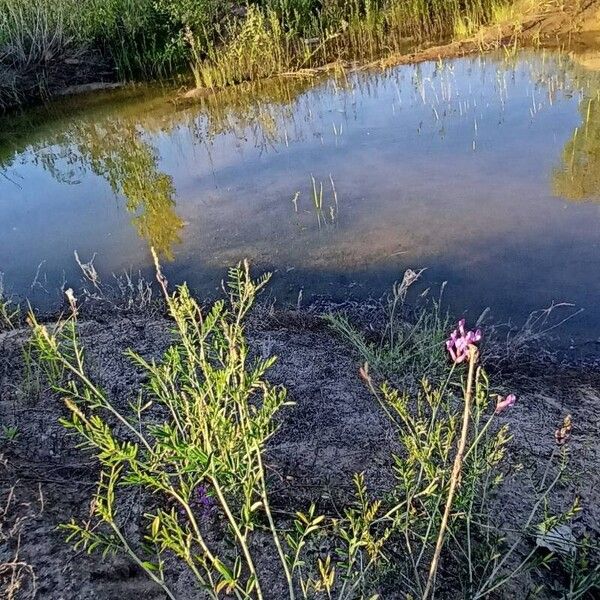 Astragalus varius Хабит