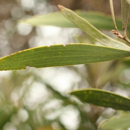 Acacia heterophylla Blatt
