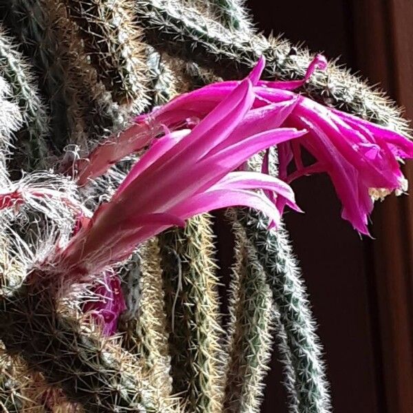 Aporocactus flagelliformis Flower