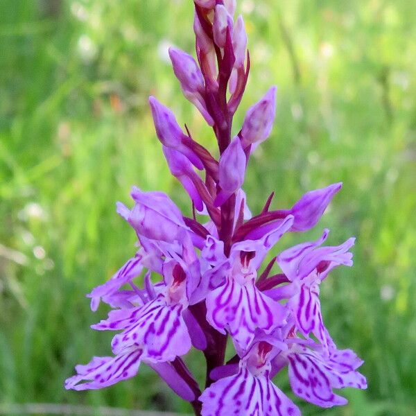 Dactylorhiza incarnata Blomma