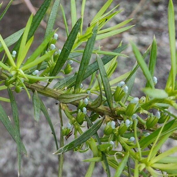 Podocarpus spinulosus Lapas
