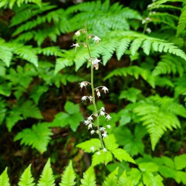 Tiarella trifoliata Flower