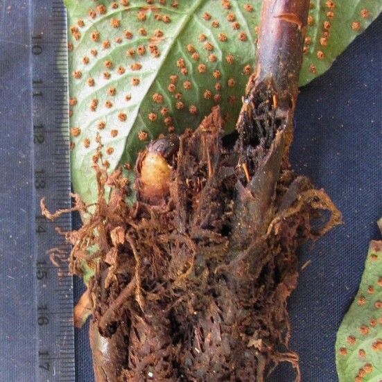 Tectaria transiens