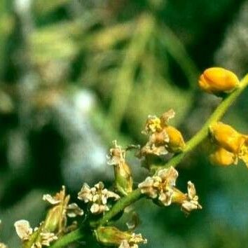 Dyckia brevifolia Flower