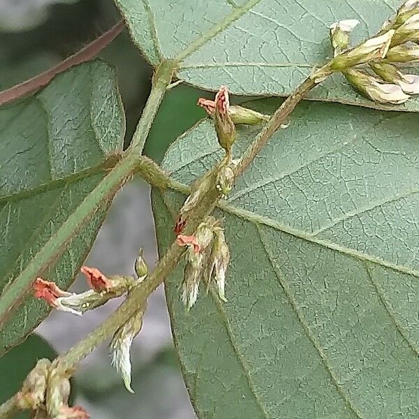 Desmodium incanum Flower