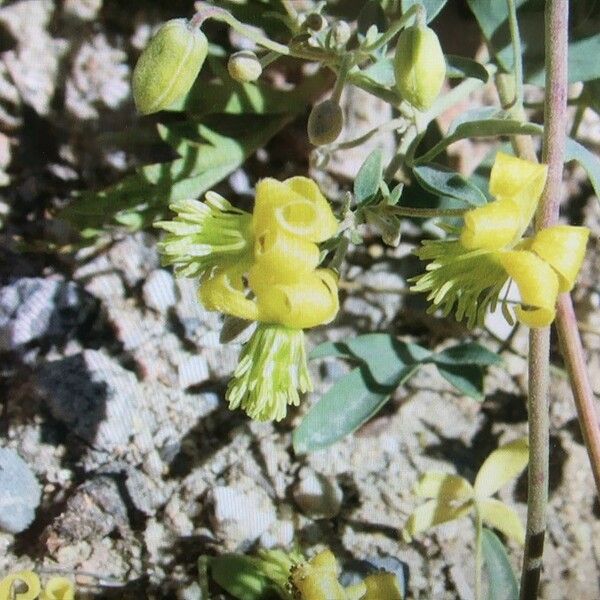 Clematis orientalis Flor