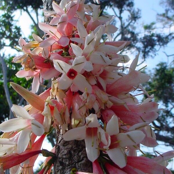 Ixora margaretae Květ