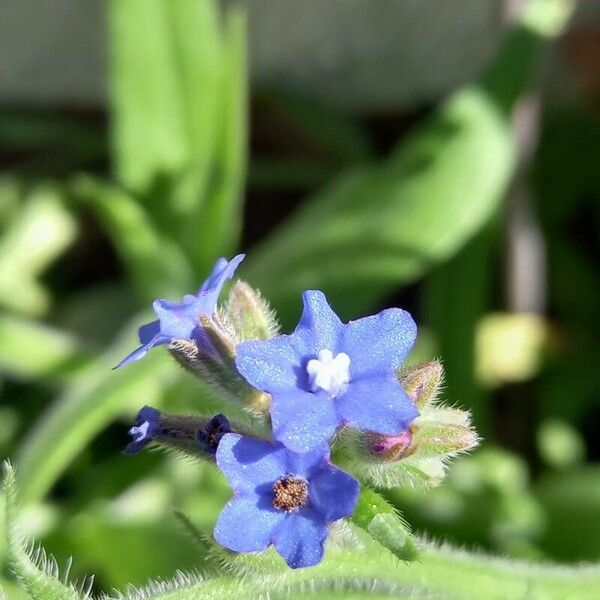 Anchusa officinalis Flower