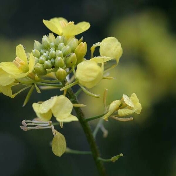 Sinapis alba Flower