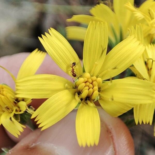 Hieracium racemosum Flower