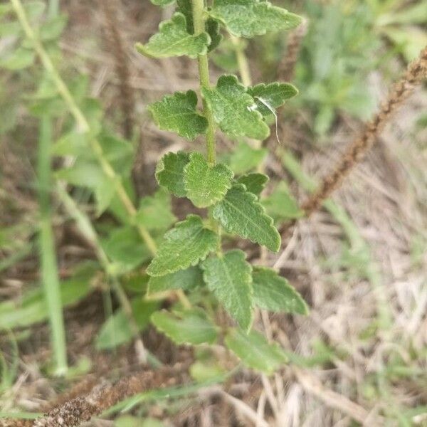 Chromolaena hirsuta Leaf