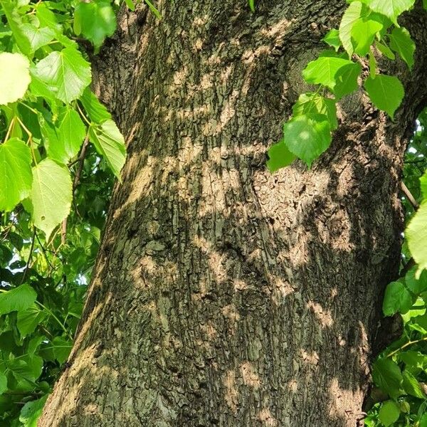 Tilia cordata Bark