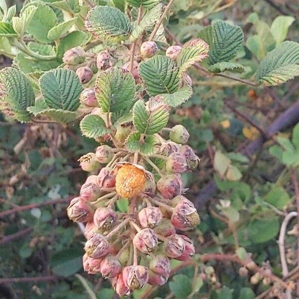 Rubus ellipticus Fruit