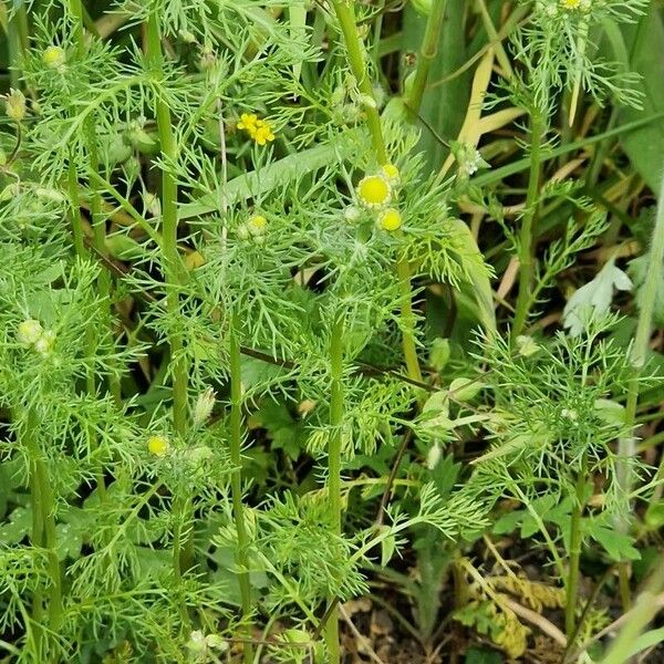 Matricaria discoidea Blüte