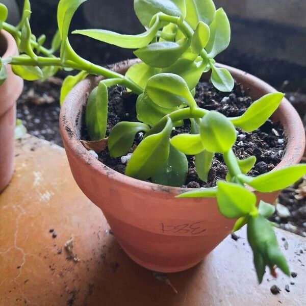 Mesembryanthemum cordifolium Leaf