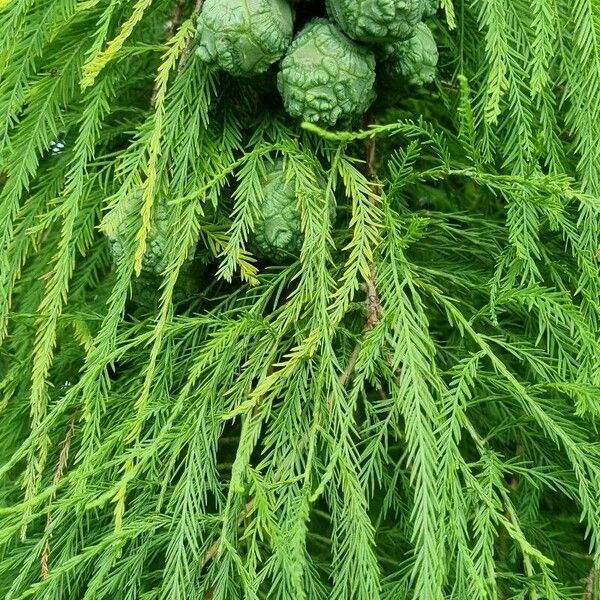 Sequoiadendron giganteum List