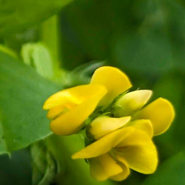 Medicago polymorpha Flower