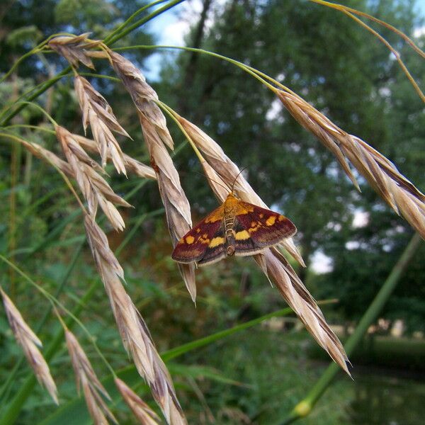 Bromus catharticus Fruit