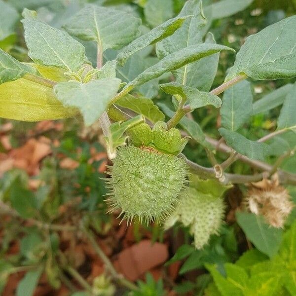 Datura innoxia Frukt