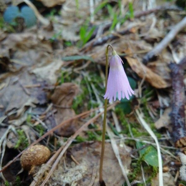 Soldanella pusilla Blüte